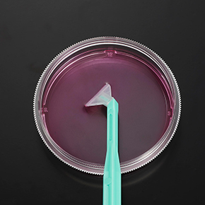 可旋式细胞刮刀,细胞收获,细胞刮刀,Cell Scrapers