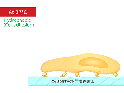 37℃时，温敏聚合物涂层为高分子卷缩状态，表现为轻度疏水性，更有利于细胞的贴附