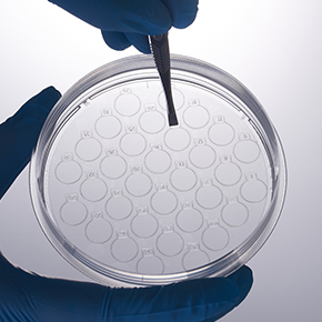 CellSLIP?细胞爬片培养皿,共聚焦培养,细胞爬片