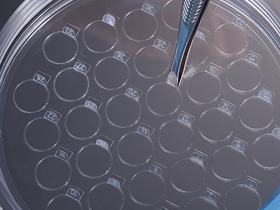 细胞爬片柄成一定角度翘起，方便操作者直接夹取