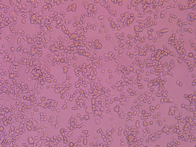 经细胞培养测试验证，细胞贴壁率达 90% 以上，贴壁细胞活率达95%以上