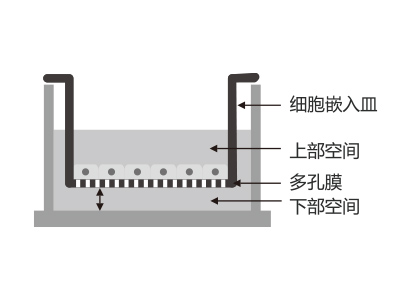 悬挂式设计，嵌入皿移细胞嵌入皿移动时单层细胞不受影响上部空间 ，还能防止培养液通过中毛细作用流失